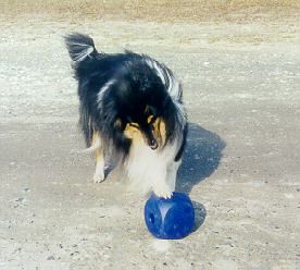 Ricko-m-bc-3.jpg - Shetland sheepdog.